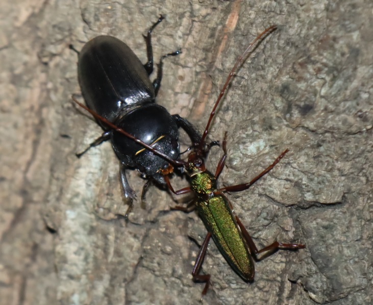 ヒラタクワガタ♀、アカアシオオアオカミキリカミキリ（拡大）_No7のクヌギ_クワガタ達のオアシス_2023年7月24日19時40分 気温27.5度